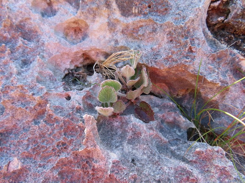 Centella calcaria, photographed by linkie
