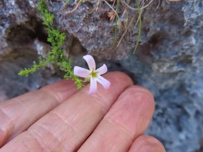 Jamesbrittenia calciphila, photographed by linkie
