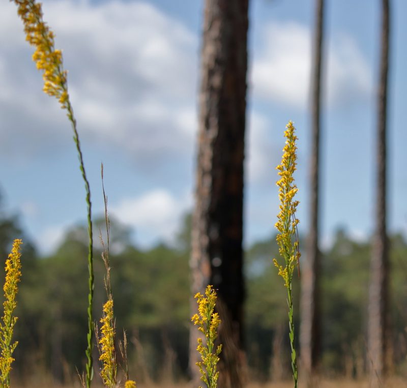 Solidago virgata, photographed by Kim