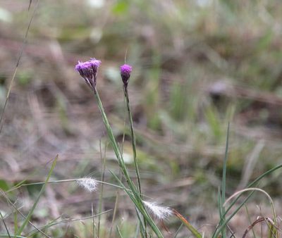 Carphephorus pseudoliatris, photographed by Kim