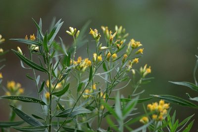 Euthamia scabra, photographed by Kim