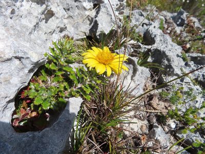 Berkheya coriacea, photographed by linkie