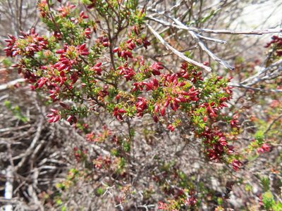 Erica interrupta, photographed by linkie
