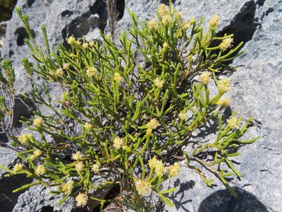 Passerina paleacea, photographed by linkie