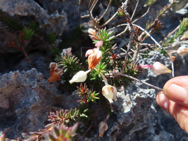Erica calcareophila, photographed by linkie