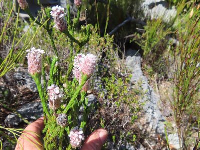 Spatalla ericoides, photographed by linkie