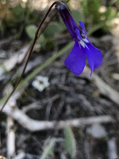 Lobelia chamaepitys, photographed by Charleen Brunke