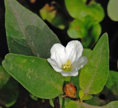 Bouchetia anomala, photographed by Hugo Hulsberg