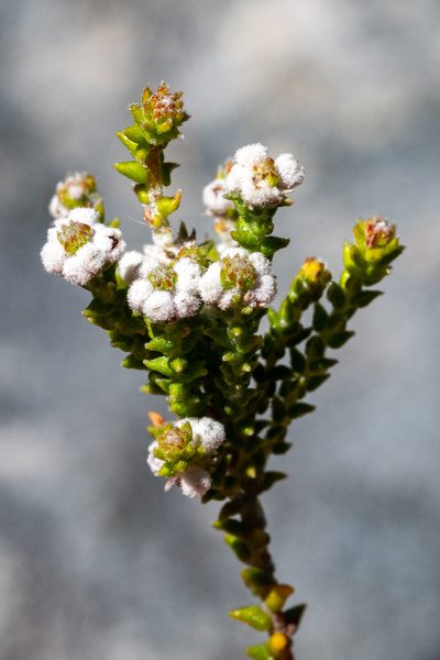 Phylica humilis, photographed by magriet b