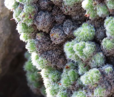 Erica occulta, photographed by linkie