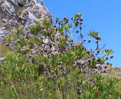 Protea obtusifolia, photographed by linkie