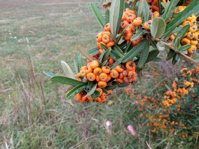 Pyracantha angustifolia, photographed by Josep Gesti