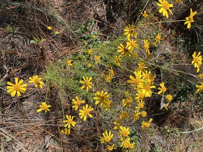 Balduina angustifolia, photographed by Sara Piotter