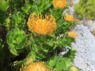 Leucospermum patersonii, photographed by linkie