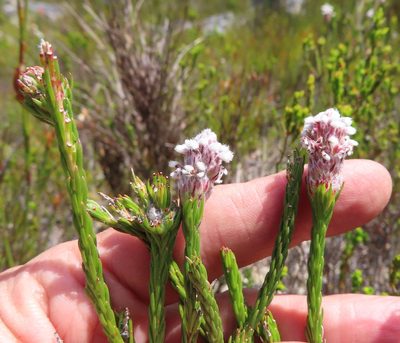 Spatalla ericoides, photographed by linkie