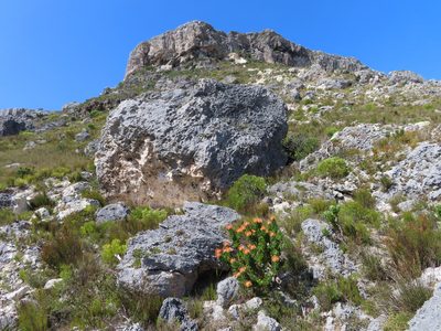 Leucospermum patersonii, photographed by linkie