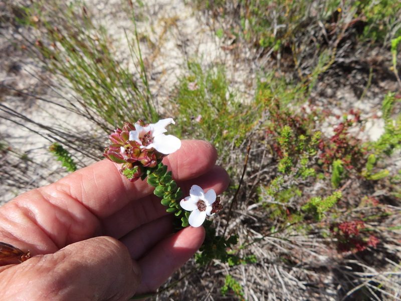 Adenandra brachyphylla, photographed by linkie