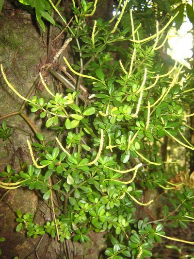 Peperomia quadrifolia, photographed by Jorge Armín Escalante-Pasos
