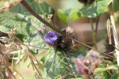 Neuracanthus sphaerostachyus, photographed by Dinesh Valke