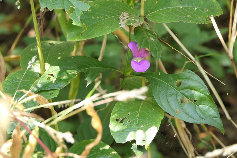 Barleria prattensis, photographed by Dinesh Valke