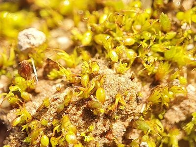Microbryum curvicollum, photographed by Jonathan Hughes