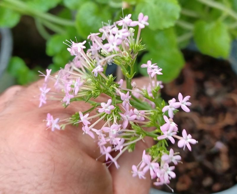 Valeriana macrosiphon, photographed by Alexandros Galanidis