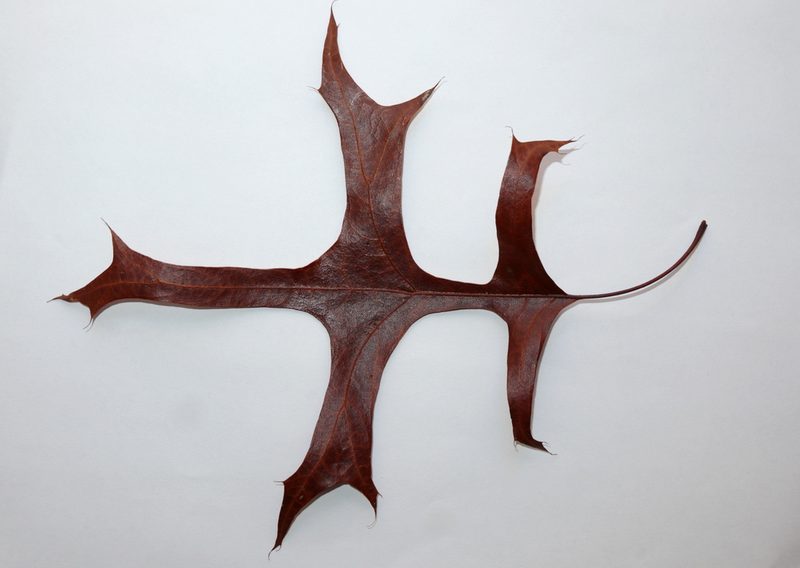 Quercus palustris, photographed by Jeff Clark