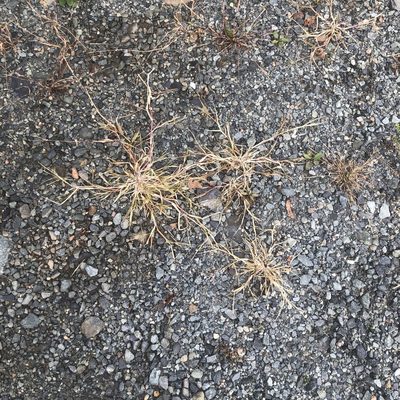 Digitaria ischaemum, photographed by Jamie VanBuskirk