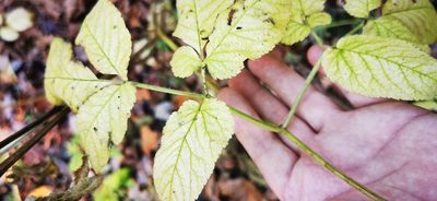 Chaerophyllum aromaticum, photographed by Sigitas Juzėnas
