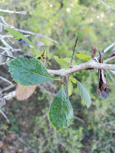 Crataegus tracyi, photographed by WCD Staff