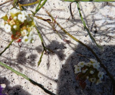 Crassula filiformis, photographed by linkie