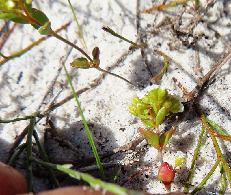 Crassula filiformis, photographed by linkie