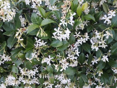 Trachelospermum jasminoides, photographed by Philani Hadebe