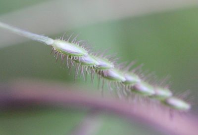 Eremochloa zeylanica, photographed by Agnes Trekker