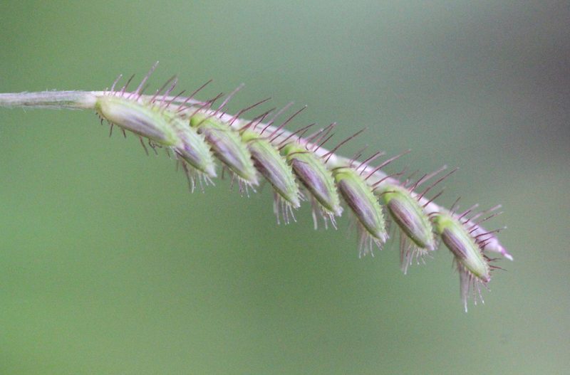 Eremochloa zeylanica, photographed by Agnes Trekker