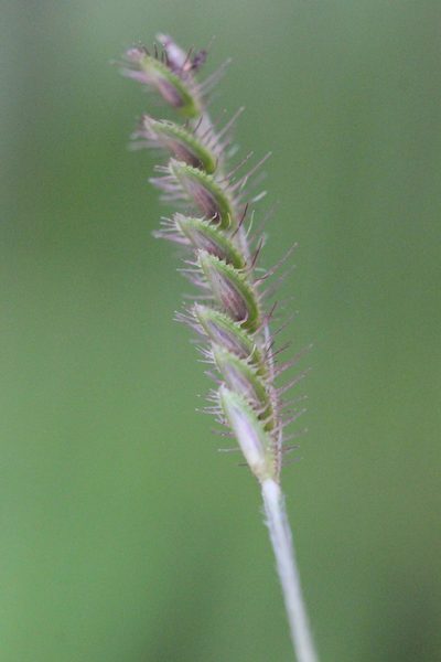 Eremochloa zeylanica, photographed by Agnes Trekker
