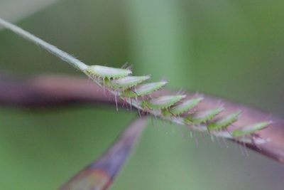 Eremochloa zeylanica, photographed by Agnes Trekker