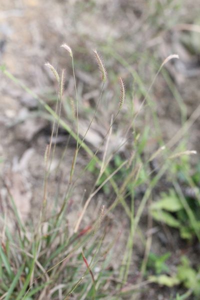 Eremochloa zeylanica, photographed by Agnes Trekker