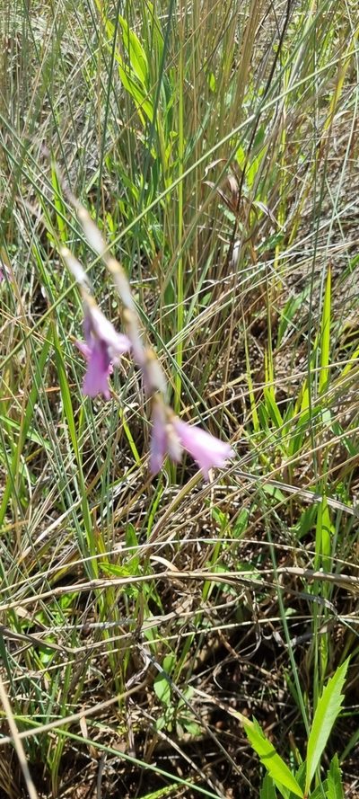 Dierama mossii, photographed by Nic Knott-Craig