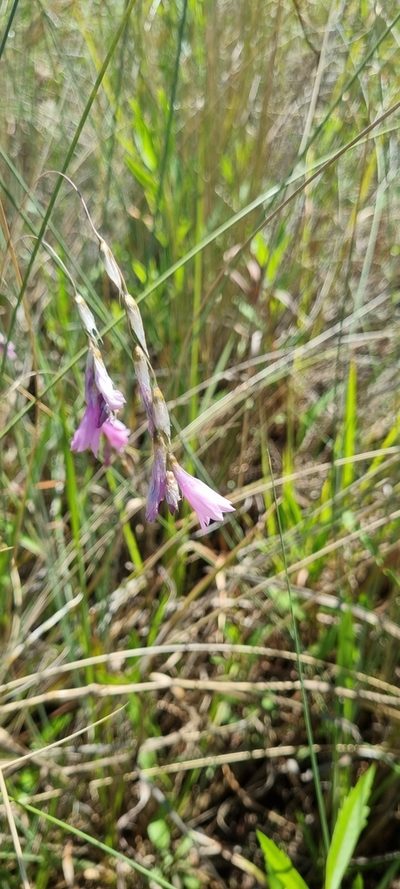 Dierama mossii, photographed by Nic Knott-Craig