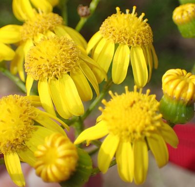 Senecio ilicifolius, photographed by Nicola van Berkel