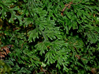 Hymenophyllum parallelocarpum, photographed by Jacy Chen