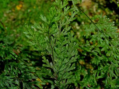 Hymenophyllum parallelocarpum, photographed by Jacy Chen