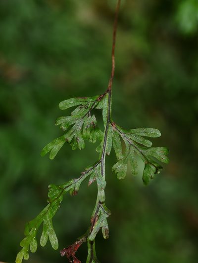 Hymenophyllum parallelocarpum, photographed by Jacy Chen