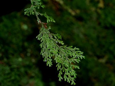 Hymenophyllum parallelocarpum, photographed by Jacy Chen