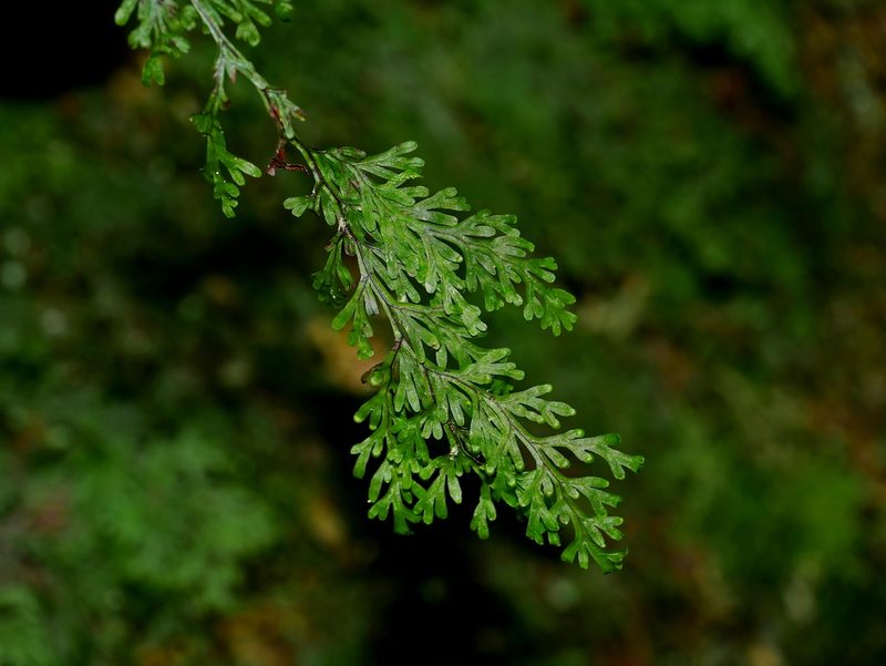 Hymenophyllum parallelocarpum, photographed by Jacy Chen