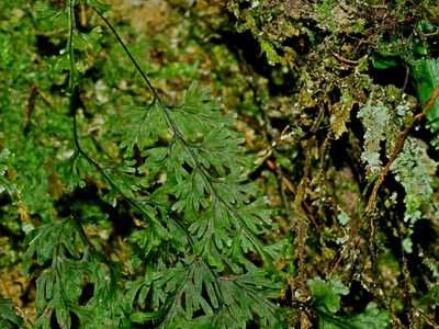 Hymenophyllum parallelocarpum, photographed by Jacy Chen