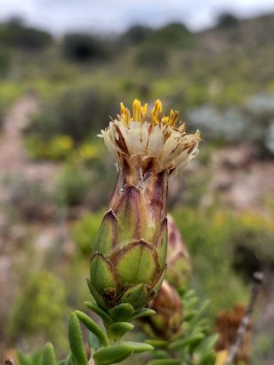 Pteronia hutchinsoniana, photographed by kevin koen
