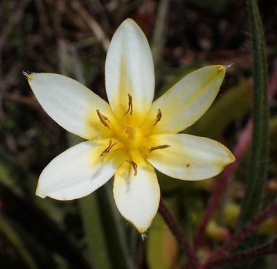 Hypoxis villosa, photographed by Nicola van Berkel