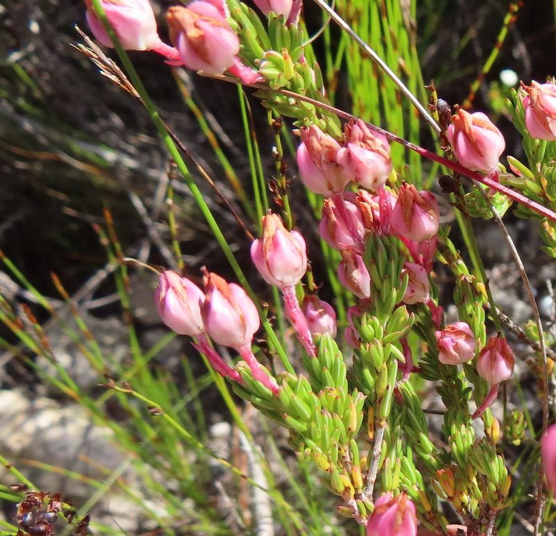 Erica excavata, photographed by linkie